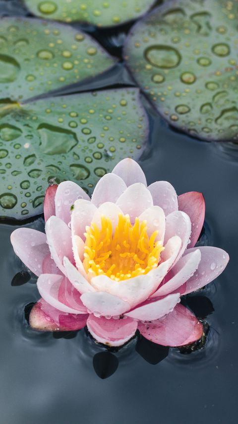 Download wallpaper 2160x3840 water lily, flower, petals, water samsung galaxy s4, s5, note, sony xperia z, z1, z2, z3, htc one, lenovo vibe hd background