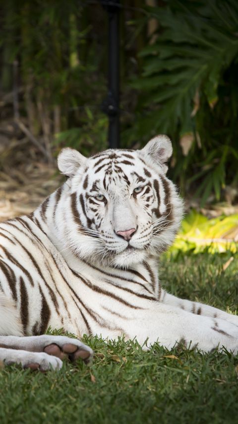 Download wallpaper 2160x3840 white tiger, tiger, animal, predator, albino, white, wildlife samsung galaxy s4, s5, note, sony xperia z, z1, z2, z3, htc one, lenovo vibe hd background