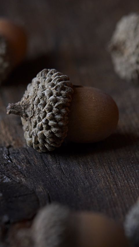 Download wallpaper 2160x3840 acorn, nut, macro, brown samsung galaxy s4, s5, note, sony xperia z, z1, z2, z3, htc one, lenovo vibe hd background