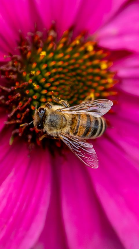 Download wallpaper 2160x3840 bee, insect, flower, petals, pink, macro samsung galaxy s4, s5, note, sony xperia z, z1, z2, z3, htc one, lenovo vibe hd background