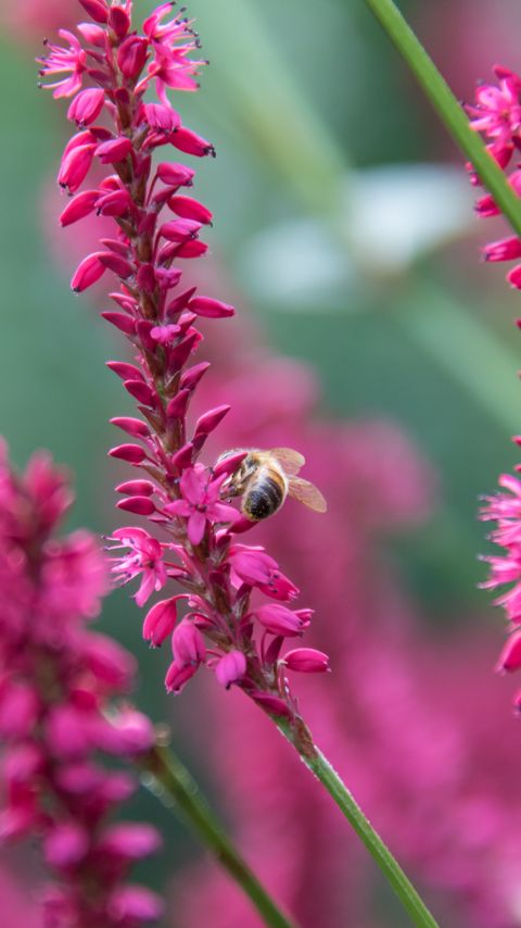 Download wallpaper 2160x3840 bee, insect, flowers, plants, macro, pink samsung galaxy s4, s5, note, sony xperia z, z1, z2, z3, htc one, lenovo vibe hd background