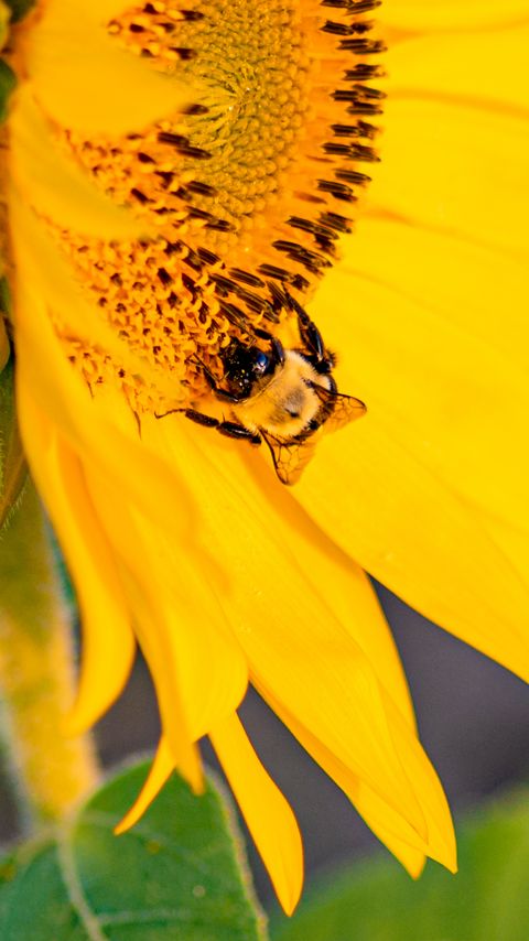 Download wallpaper 2160x3840 bee, insect, sunflower, petals, macro, yellow samsung galaxy s4, s5, note, sony xperia z, z1, z2, z3, htc one, lenovo vibe hd background