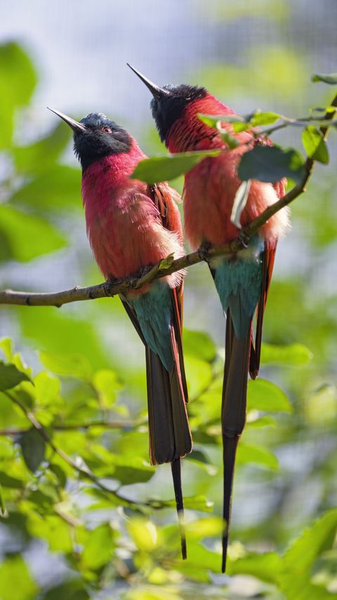 Download wallpaper 2160x3840 bee-eaters, birds, branch, wildlife samsung galaxy s4, s5, note, sony xperia z, z1, z2, z3, htc one, lenovo vibe hd background