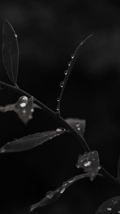 Download wallpaper 2160x3840 branch, leaves, drops, macro, black and white samsung galaxy s4, s5, note, sony xperia z, z1, z2, z3, htc one, lenovo vibe hd background