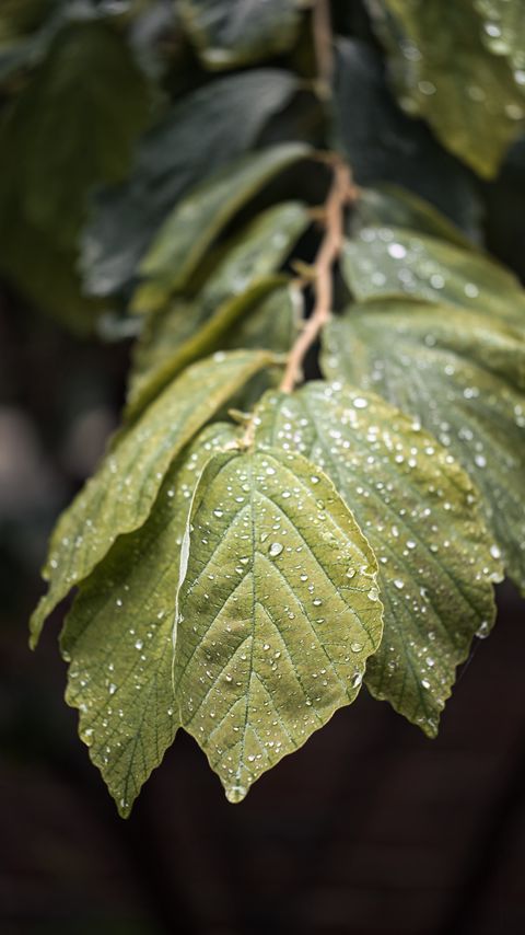 Download wallpaper 2160x3840 branch, leaves, drops, green, macro samsung galaxy s4, s5, note, sony xperia z, z1, z2, z3, htc one, lenovo vibe hd background