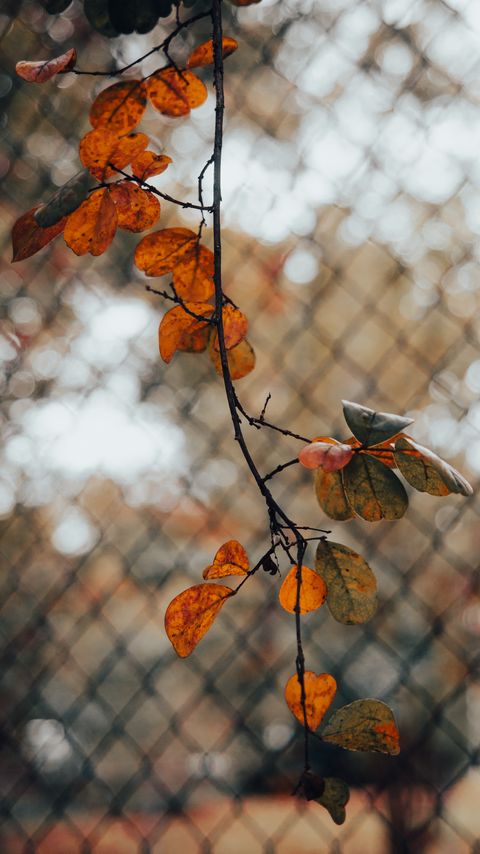 Download wallpaper 2160x3840 branch, leaves, fence, mesh, autumn, macro samsung galaxy s4, s5, note, sony xperia z, z1, z2, z3, htc one, lenovo vibe hd background