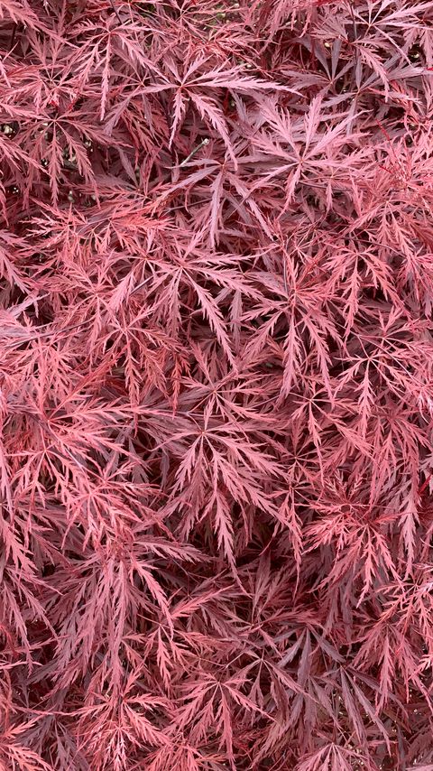 Download wallpaper 2160x3840 bush, leaves, pink, macro samsung galaxy s4, s5, note, sony xperia z, z1, z2, z3, htc one, lenovo vibe hd background