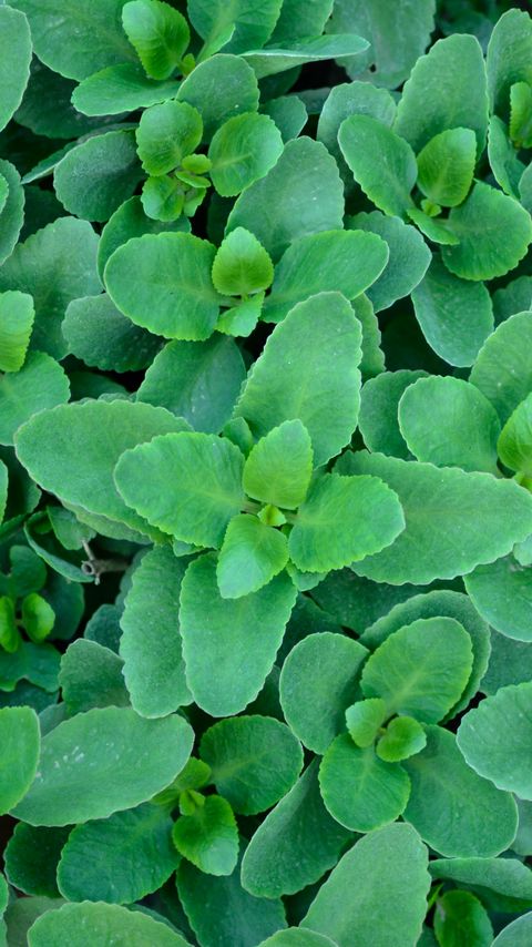 Download wallpaper 2160x3840 bush, leaves, plant, macro samsung galaxy s4, s5, note, sony xperia z, z1, z2, z3, htc one, lenovo vibe hd background