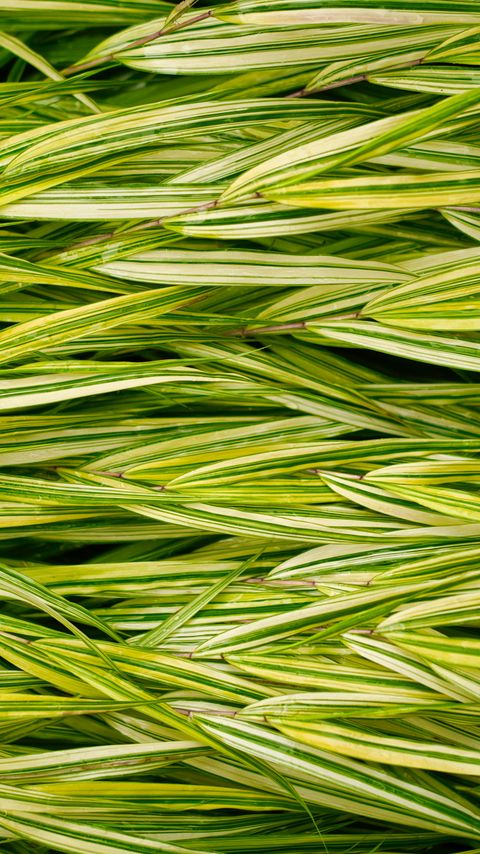 Download wallpaper 2160x3840 bush, leaves, stripes, plant, green, macro samsung galaxy s4, s5, note, sony xperia z, z1, z2, z3, htc one, lenovo vibe hd background