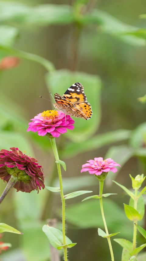 Download wallpaper 2160x3840 butterfly, flowers, marigolds, macro samsung galaxy s4, s5, note, sony xperia z, z1, z2, z3, htc one, lenovo vibe hd background