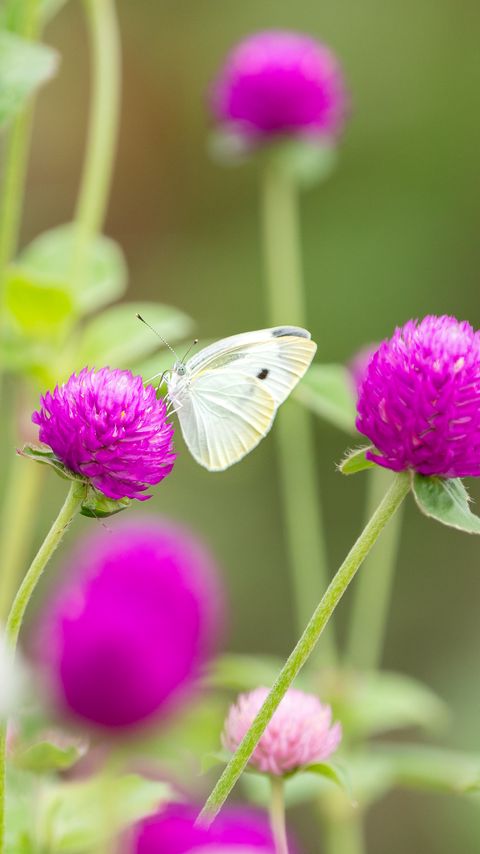 Download wallpaper 2160x3840 butterfly, insect, clover, flowers, macro samsung galaxy s4, s5, note, sony xperia z, z1, z2, z3, htc one, lenovo vibe hd background