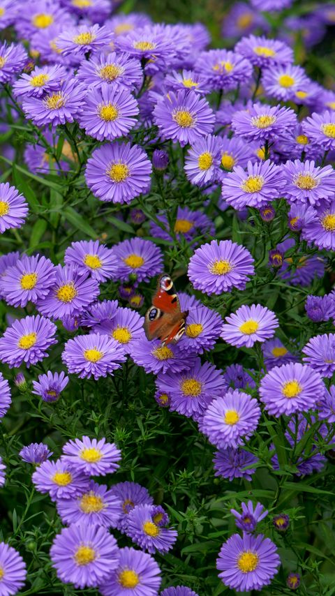 Download wallpaper 2160x3840 butterfly, insect, daisies, flowers, purple, macro samsung galaxy s4, s5, note, sony xperia z, z1, z2, z3, htc one, lenovo vibe hd background