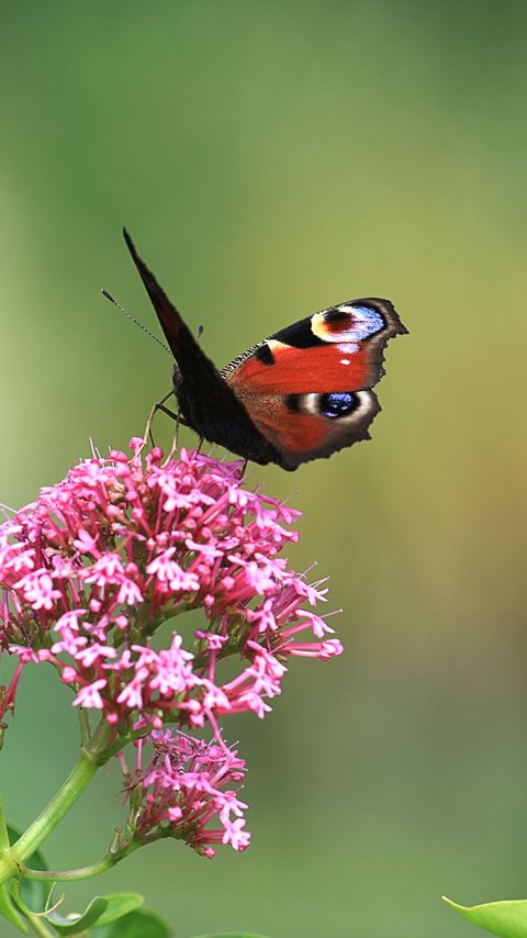 Download wallpaper 2160x3840 butterfly, insect, flowers, plant, macro, focus samsung galaxy s4, s5, note, sony xperia z, z1, z2, z3, htc one, lenovo vibe hd background