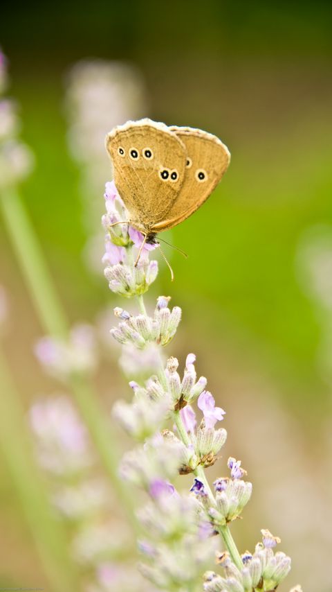 Download wallpaper 2160x3840 butterfly, insect, flowers, macro, light samsung galaxy s4, s5, note, sony xperia z, z1, z2, z3, htc one, lenovo vibe hd background