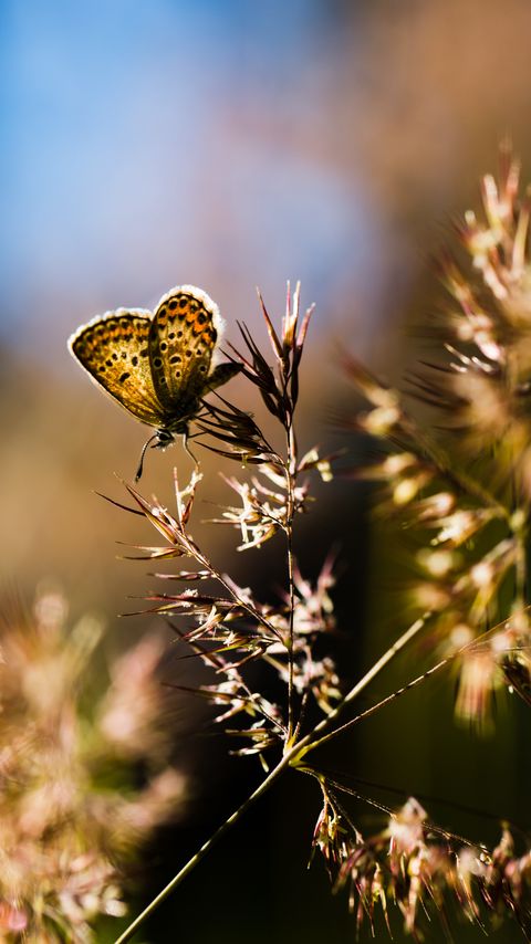 Download wallpaper 2160x3840 butterfly, insect, plants, macro samsung galaxy s4, s5, note, sony xperia z, z1, z2, z3, htc one, lenovo vibe hd background