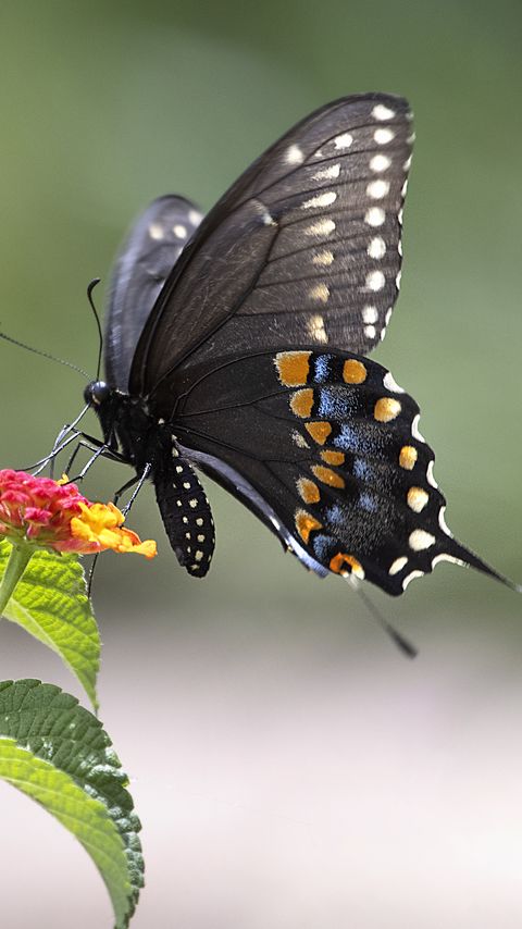 Download wallpaper 2160x3840 butterfly, insect, wings, flower, macro samsung galaxy s4, s5, note, sony xperia z, z1, z2, z3, htc one, lenovo vibe hd background