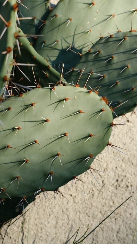 Download wallpaper 2160x3840 cactus, needles, plant, green, macro samsung galaxy s4, s5, note, sony xperia z, z1, z2, z3, htc one, lenovo vibe hd background