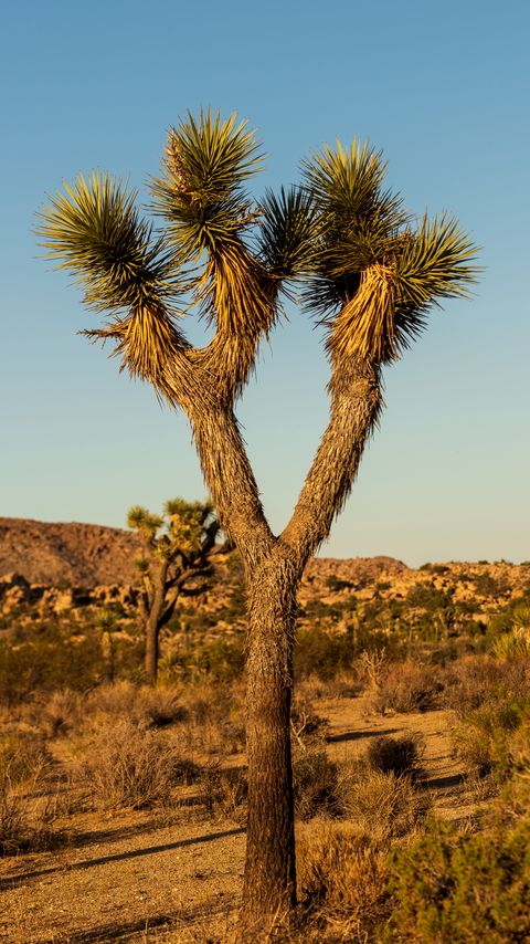 Download wallpaper 2160x3840 cactus, needles, plant, desert, nature samsung galaxy s4, s5, note, sony xperia z, z1, z2, z3, htc one, lenovo vibe hd background