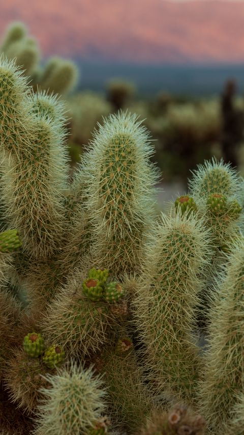 Download wallpaper 2160x3840 cactus, needles, plant, macro, desert samsung galaxy s4, s5, note, sony xperia z, z1, z2, z3, htc one, lenovo vibe hd background