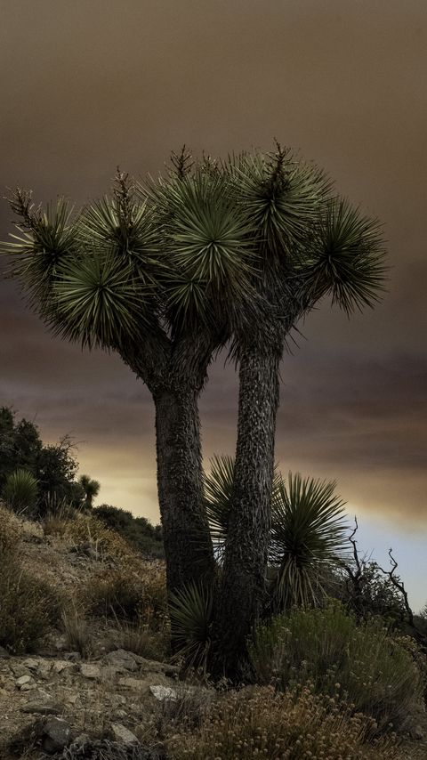 Download wallpaper 2160x3840 cactus, plant, needles, clouds, nature samsung galaxy s4, s5, note, sony xperia z, z1, z2, z3, htc one, lenovo vibe hd background