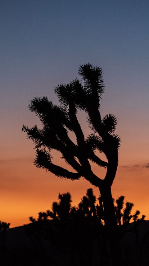 Download wallpaper 2160x3840 cactus, plant, silhouette, sunset, dark samsung galaxy s4, s5, note, sony xperia z, z1, z2, z3, htc one, lenovo vibe hd background