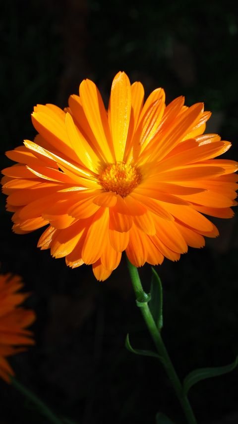 Download wallpaper 2160x3840 calendula, flower, macro, bright samsung galaxy s4, s5, note, sony xperia z, z1, z2, z3, htc one, lenovo vibe hd background