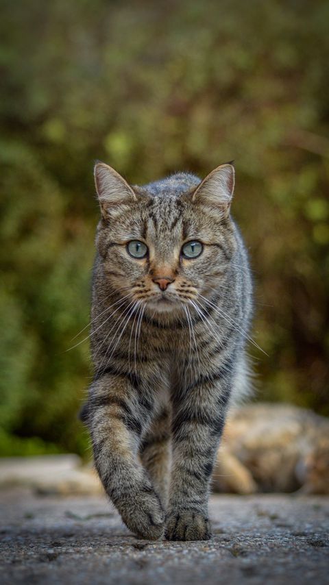 Download wallpaper 2160x3840 cat, animal, glance, pet samsung galaxy s4, s5, note, sony xperia z, z1, z2, z3, htc one, lenovo vibe hd background