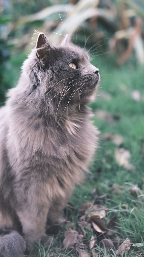 Download wallpaper 2160x3840 cat, animal, pet, fluffy, glance samsung galaxy s4, s5, note, sony xperia z, z1, z2, z3, htc one, lenovo vibe hd background