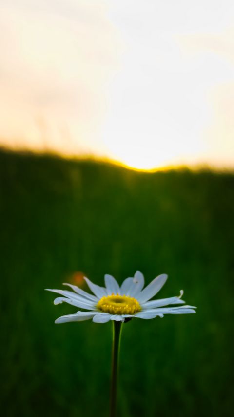 Download wallpaper 2160x3840 chamomile, flower, macro, minimalism, blur samsung galaxy s4, s5, note, sony xperia z, z1, z2, z3, htc one, lenovo vibe hd background