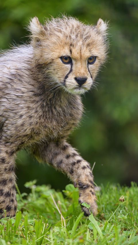 Download wallpaper 2160x3840 cheetah, animal, cub, furry samsung galaxy s4, s5, note, sony xperia z, z1, z2, z3, htc one, lenovo vibe hd background