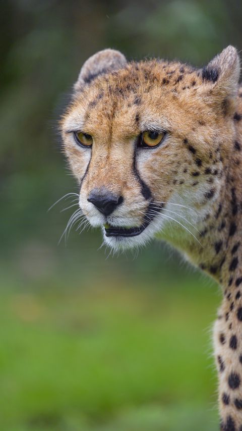 Download wallpaper 2160x3840 cheetah, animal, predator, glance samsung galaxy s4, s5, note, sony xperia z, z1, z2, z3, htc one, lenovo vibe hd background