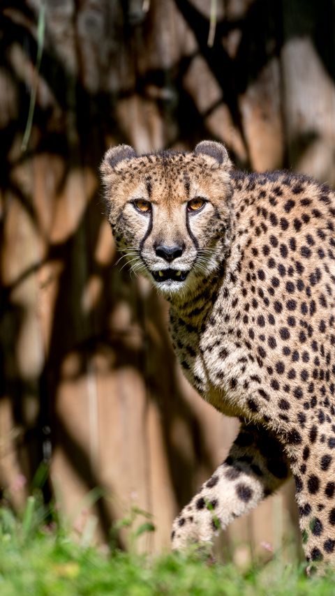 Download wallpaper 2160x3840 cheetah, glance, predator, animal samsung galaxy s4, s5, note, sony xperia z, z1, z2, z3, htc one, lenovo vibe hd background