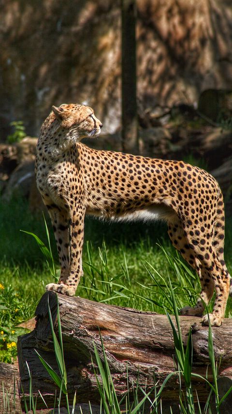 Download wallpaper 2160x3840 cheetah, predator, animal, grass, wildlife samsung galaxy s4, s5, note, sony xperia z, z1, z2, z3, htc one, lenovo vibe hd background