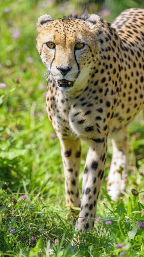 Download wallpaper 2160x3840 cheetah, predator, big cat, wildlife samsung galaxy s4, s5, note, sony xperia z, z1, z2, z3, htc one, lenovo vibe hd background