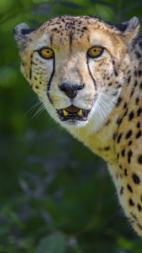 Download wallpaper 2160x3840 cheetah, predator, glance, fangs samsung galaxy s4, s5, note, sony xperia z, z1, z2, z3, htc one, lenovo vibe hd background