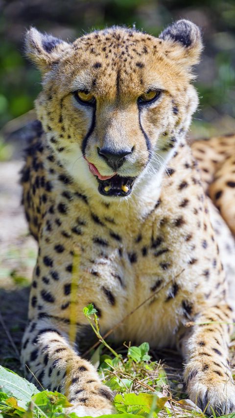 Download wallpaper 2160x3840 cheetah, protruding tongue, animal, predator, big cat samsung galaxy s4, s5, note, sony xperia z, z1, z2, z3, htc one, lenovo vibe hd background