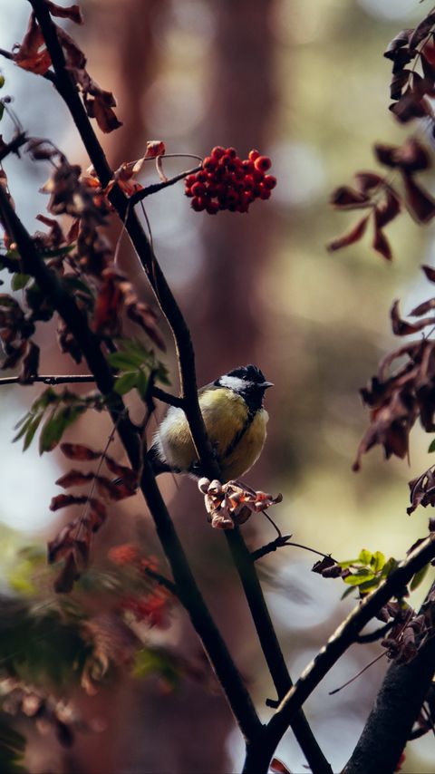 Download wallpaper 2160x3840 chickadee, bird, branches, rowan, berries samsung galaxy s4, s5, note, sony xperia z, z1, z2, z3, htc one, lenovo vibe hd background