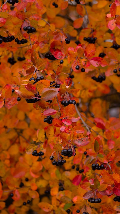 Download wallpaper 2160x3840 chokeberry, berries, branch, leaves, autumn, macro samsung galaxy s4, s5, note, sony xperia z, z1, z2, z3, htc one, lenovo vibe hd background