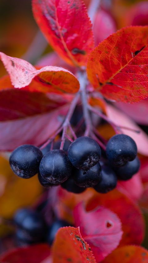 Download wallpaper 2160x3840 chokeberry, berries, branches, leaves, macro, autumn samsung galaxy s4, s5, note, sony xperia z, z1, z2, z3, htc one, lenovo vibe hd background