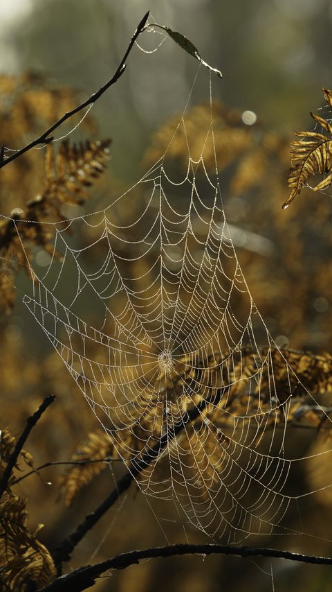 Download wallpaper 2160x3840 cobweb, drops, branches, autumn, macro samsung galaxy s4, s5, note, sony xperia z, z1, z2, z3, htc one, lenovo vibe hd background