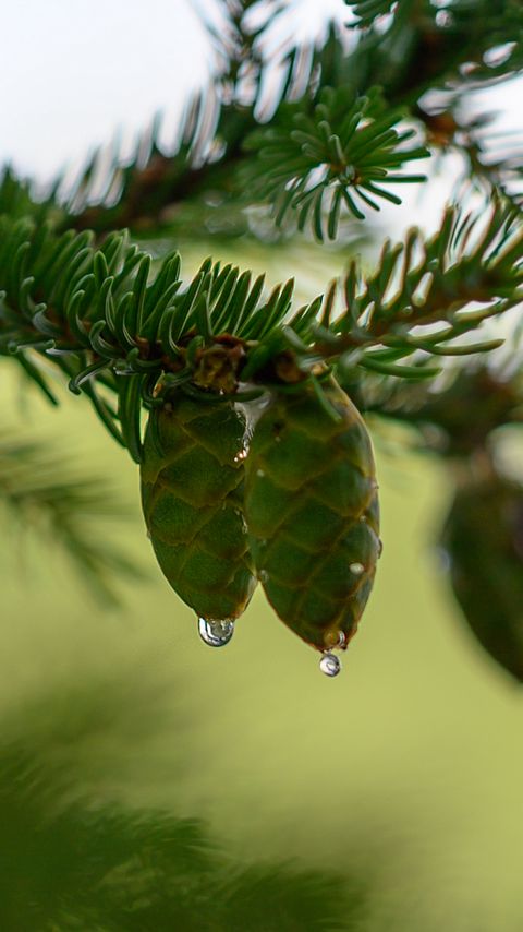 Download wallpaper 2160x3840 cones, branch, needles, drops, macro samsung galaxy s4, s5, note, sony xperia z, z1, z2, z3, htc one, lenovo vibe hd background