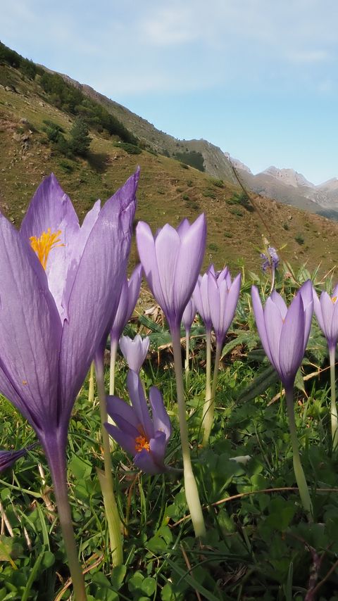 Download wallpaper 2160x3840 crocuses, flowers, purple, plants, mountains samsung galaxy s4, s5, note, sony xperia z, z1, z2, z3, htc one, lenovo vibe hd background