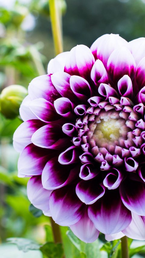 Download wallpaper 2160x3840 dahlia, flower, petals, purple, macro samsung galaxy s4, s5, note, sony xperia z, z1, z2, z3, htc one, lenovo vibe hd background