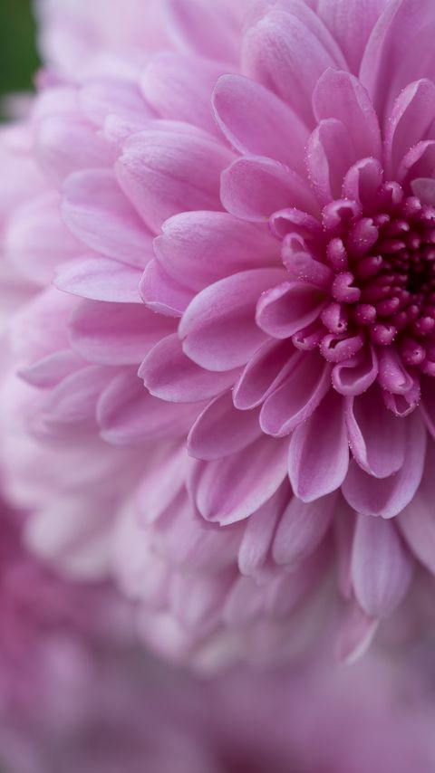 Download wallpaper 2160x3840 dahlia, flower, petals, drops, pink samsung galaxy s4, s5, note, sony xperia z, z1, z2, z3, htc one, lenovo vibe hd background