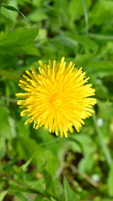 Download wallpaper 2160x3840 dandelion, flower, plant, yellow, macro samsung galaxy s4, s5, note, sony xperia z, z1, z2, z3, htc one, lenovo vibe hd background