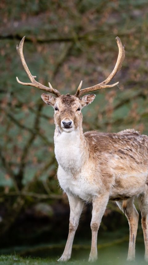 Download wallpaper 2160x3840 deer, antlers, animal, glance, wildlife samsung galaxy s4, s5, note, sony xperia z, z1, z2, z3, htc one, lenovo vibe hd background