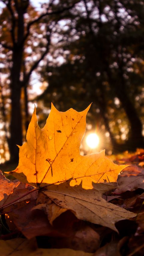 Download wallpaper 2160x3840 fallen leaves, leaves, forest, sun, light, macro samsung galaxy s4, s5, note, sony xperia z, z1, z2, z3, htc one, lenovo vibe hd background