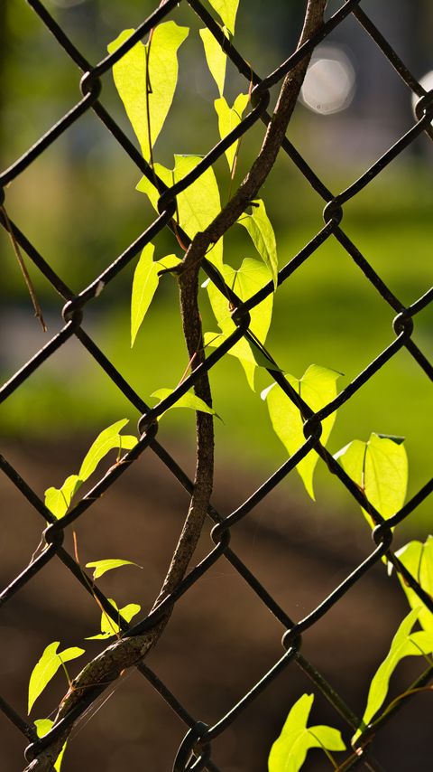 Download wallpaper 2160x3840 fence, mesh, ivy, leaves, macro, green samsung galaxy s4, s5, note, sony xperia z, z1, z2, z3, htc one, lenovo vibe hd background