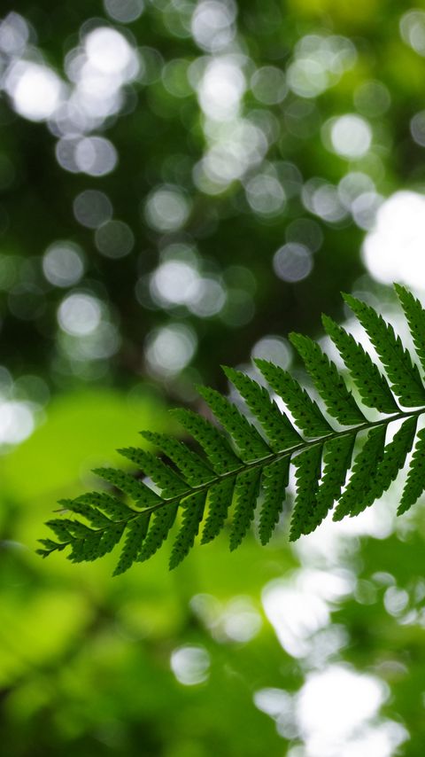 Download wallpaper 2160x3840 fern, leaves, plant, blur, green, macro samsung galaxy s4, s5, note, sony xperia z, z1, z2, z3, htc one, lenovo vibe hd background