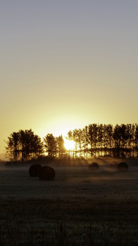 Download wallpaper 2160x3840 field, trees, sun, rays, fog, sunset samsung galaxy s4, s5, note, sony xperia z, z1, z2, z3, htc one, lenovo vibe hd background